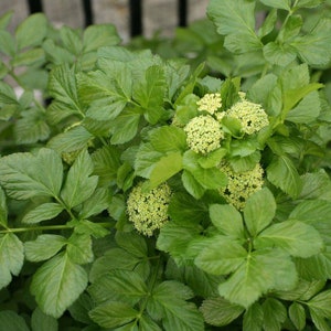 Może przedstawiać: Zbliżenie na zieloną, liściastą roślinę z małymi białymi kwiatami. Roślina ma bujny, żywy wygląd i kwitnie w pełnym rozkwicie.