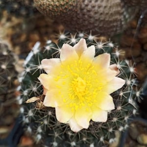 Copiapoa Cinerea Seeds - Etsy