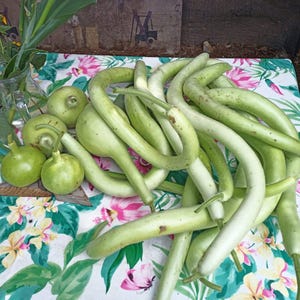 BLANDADE FÄRSKA FRÖN av flaskpumpa. Frön av blandad sort Lagenaria squash ekologisk grönsak kalebass flaskpumpa ätbar egenproducerad