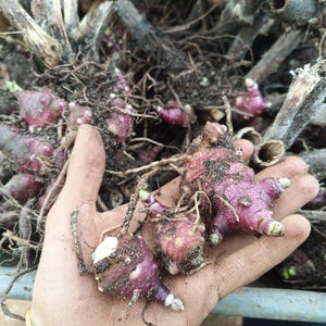 Peut inclure: Gros plan sur une main tenant plusieurs topinambours, montrant leur forme irrégulière et noueuse et leur peau rouge-violet. Les tubercules sont couverts de terre et de racines, avec d'autres topinambours et des débris végétaux en arrière-plan.