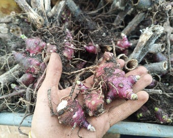 Rizomas de pera de tierra YACON Smallanthus Sonchifolius a partir de semilla, produce un tubérculo comestible con instrucciones