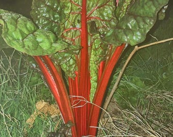 Fresh Giant Red Swiss Chard Seeds Anciente Variety. Old variety Big Leaf giant leaves from Natural Agriculture self produced