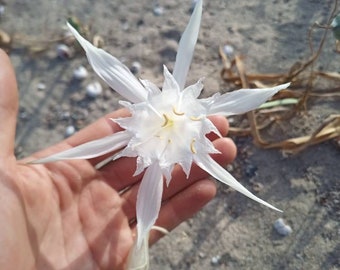 PANCRATIUM MARITIMUM Sea Lily seeds semi freschi ad alta germinabilità - flower