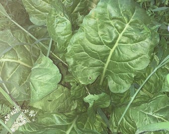 Fresh Green Swiss Chard Seeds Anciente Variety. Old variety Green Biatola large leaves big leaf Self Produced from Natural agriculture