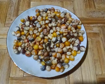 Organic RAINBOW Rare Corn fresh seeds Ancient Variety. Old variety Self-Produced Fertile and Reproducible from Natural Agriculture