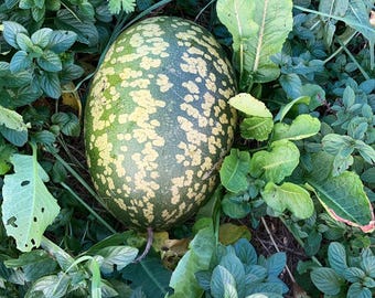 Fresh Seeds Ancient Lemon CEDRINA Watermelon GREEN SEEDS .Old variety Self-Produced Fertile and Reproducible from Natural Agriculture