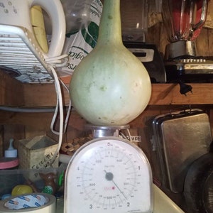 Può includere: Una grande zucca verde chiaro si trova su una bilancia da cucina bianca con un quadrante nero. La bilancia segna 5 kg e ha segni per grammi e chilogrammi. La zucca è lunga circa 38 cm e larga 25 cm.