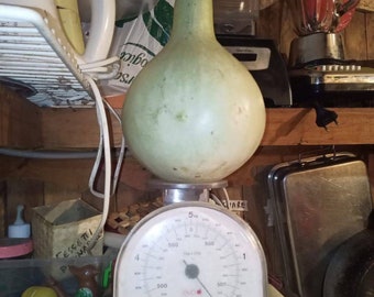 Lagenaria siceraria Africana zucchini Vegetable pumpkin squash organic vegetable calabash bottle gourd edible