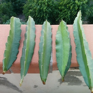 THAI DRAGON Pitaya Dragon Fruit hylocereus plant red dragon fruit cutting from 20 cm up to 50 cm