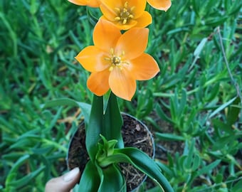PLANTA Ornithogalum DUBIUM en maceta Flor de Naranja - Planta Suculentas bulbosas producción propia BOMBILLAS