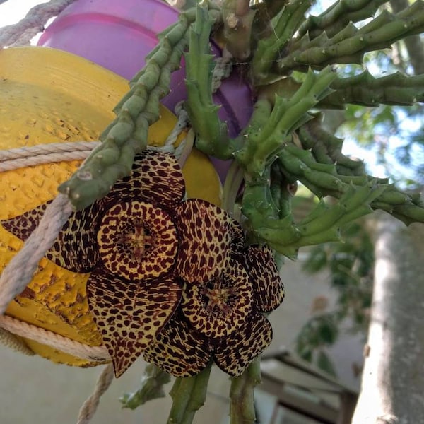 Samen Orbea Variegata Stapelia Tigerblüten Blume Frische Samen frisch 2023 - Pflanze Sukkulente Eigenproduktion