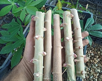 5 CUTTINGS Manihot Esculenta MANIOCA TALEE come da foto 20 cm e oltre 5 nodi produce un  tubero commestibile tapioca cassava yucca