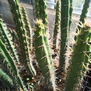 1 x HARRISIA BONPLANDII cactus 13 cm cutting grafting stock rootstock
