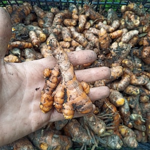 Può includere: Una mano che tiene un gruppo di radici di curcuma, una spezia di colore giallo-arancio brillante, con uno sfondo di molte altre radici di curcuma.