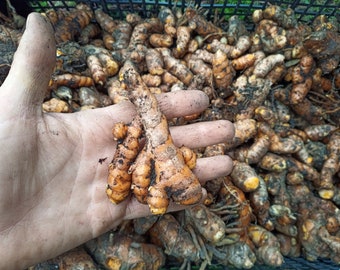 Curcuma longa Rhizome for propagation, excellent variety high yield saffron spice from the Indies seed sowing