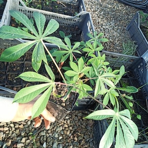 1 potted plant Manihot Esculenta MANIOCA produces an edible tuber tapioca cassava yucca plant