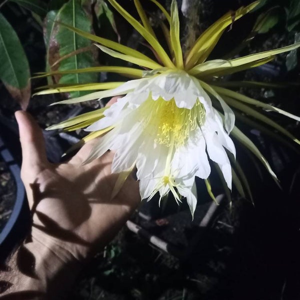 SELENICEREUS GRANDIFLORUS planta de corte de 20 cm con la flor de cactus más grande conocida y fruta comestible