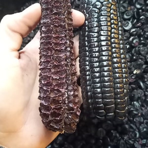 May include: Two ears of black corn are displayed. One ear is held in a hand, showing a dark purple husk. The other ear is a deep black color. The background is filled with black kernels, suggesting a harvest.