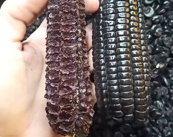 Organic Corn Morado Nero Black Peruvian Aztec Rare fresh seeds fresh seeds from 25 to 1000 pieces Maiz - food gardening 97% germinability