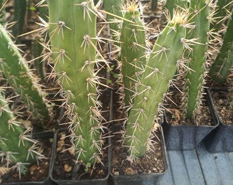 1 x HARRISIA ABORIGINUM cactus 13 cm cutting grafting stock rootstock