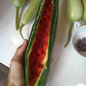 Samen Trichosanthes Anguina Schlangen-Zucchini-Gurke Gemüserebe Bio-Gemüse lange Zucchini-Gurke essbare Samen