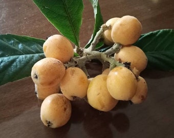 Seeds Medlar Loquat Eribotrya japonica Fresh seeds fresh 2023 - tree Plant fruit