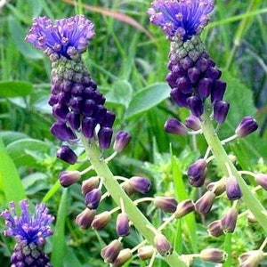 Lampascione leoploldia comosa 1 mature bulb selected muscari bulb vegetable