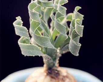 SEEDS Albuca Concordiana yellow/green flower fresh SEEDS fresh 2023 - Plant Succulent bulbous hand pollinated own production