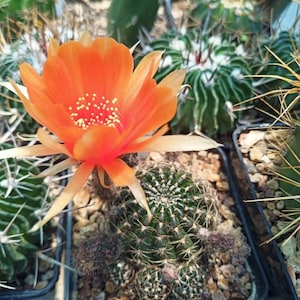 30 x ロビビア ヘルトリキアーナ 赤からオレンジの花の種子 種子新鮮 2024 - 植物多肉植物