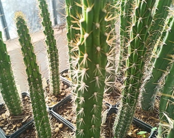 1 x HARRISIA FERNOWII MACAMBO cactus 13 cm cutting grafting stock rootstock