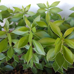 Puede incluir: Primer plano de una planta verde con múltiples tallos y hojas. Las hojas son de un verde brillante con un borde verde más claro. La planta parece sana y bien iluminada, con una estética natural y orgánica. La planta está en una maceta con tierra.