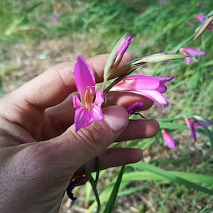 40 x Sardinian Illyrian wild gladiolus seeds plant seeds Gladiolus Illyricus