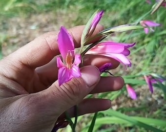 40 x Sardinian Illyrian wild gladiolus seeds plant seeds Gladiolus Illyricus