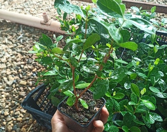 Planta de FEIJOA GUAYABA PIÑA según foto en maceta de 7 cm altura 20 cm+