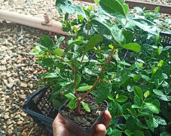 FEIJOA GUAVA PINEAPPLE plant as per photo in 7 cm pot, height 20 cm+