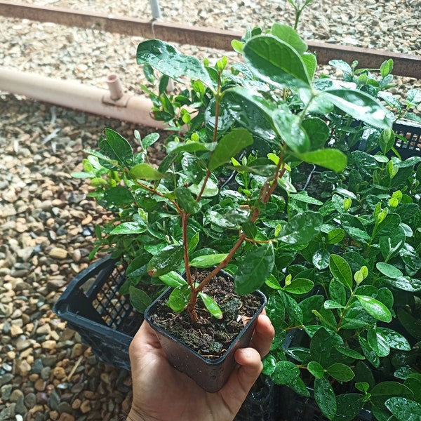 FEIJOA GUAVA PINEAPPLE plant as per photo in 7 cm pot, height 20 cm+