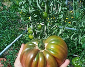 20 50 100 x Fresh SEEDS, Dark Oxheart Tomato, Ancient Variety Very Productive, Large fruit, Very Tasty and Juicy self Produced
