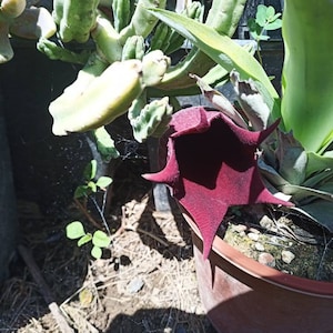 Könnte beinhalten: Nahaufnahme einer Topf-Sukkulente mit einer großen, dunkelburgunderfarbenen Blüte in voller Blüte. Die Blüte hat eine sternartige Form mit spitzen Blütenblättern. Im Hintergrund sind weitere grüne Sukkulenten sowie ein kleines Spinnennetz zu sehen.