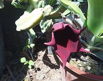 Personalizado 2 CORTE orbea lutea y Stapelia leendertziae flores moradas Copa flor grande - Planta Suculenta corte 15 cm