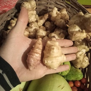 Puede incluir: Una cesta de mimbre llena de una variedad de verduras marrones claras y nudosas. Dos de las verduras se sostienen en una mano, una es de color marrón claro y la otra es de un color más claro, casi blanco.