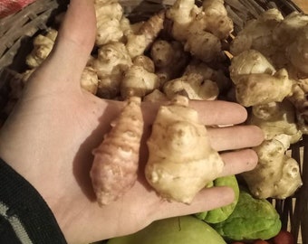 Jerusalem artichoke red or white tuber for propagation by sowing HELIANTHUS TUBEROSUS Jerusalem artichoke