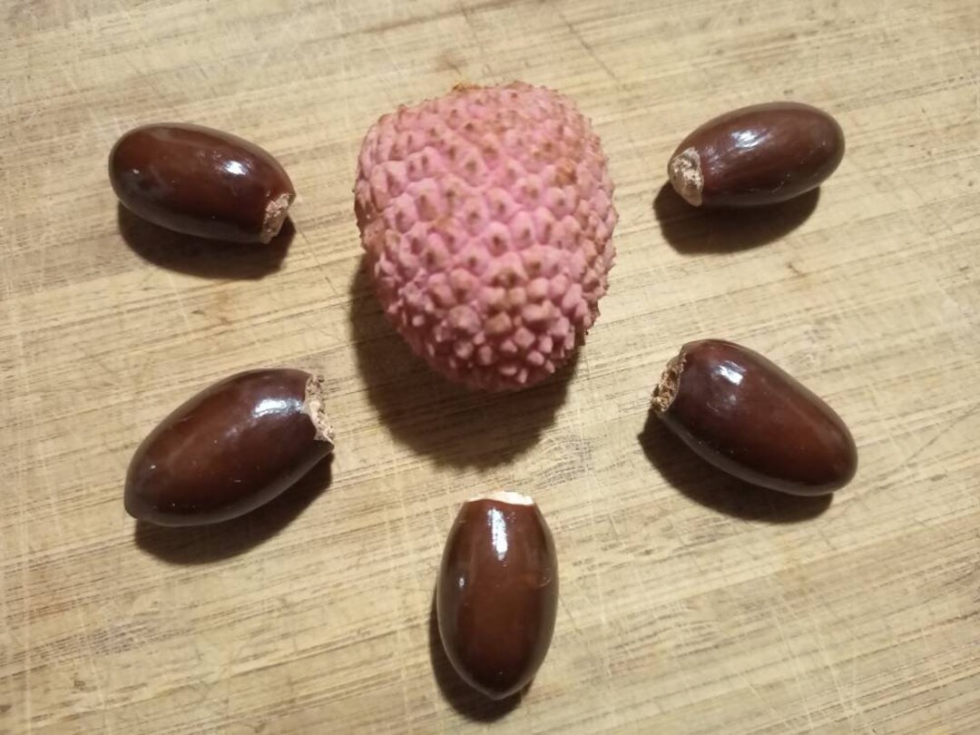 LITCHIS Chinensis 5 Fresh 2022 Seeds With Grow and Care Instructions