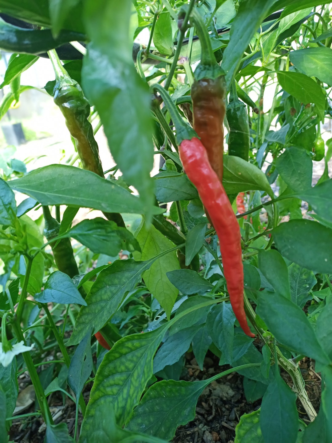 25 to 1000 Hot Spicy Cayenne Pepper Seeds Fresh Seeds With High