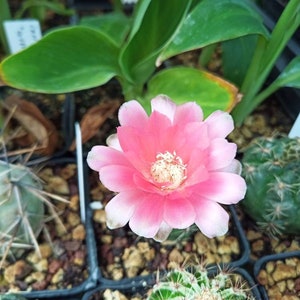 50 x Gimnocalycium Baldianum Cactus Seeds Seeds fresh purple temdent to red flowering 2024 - Plant Succulent