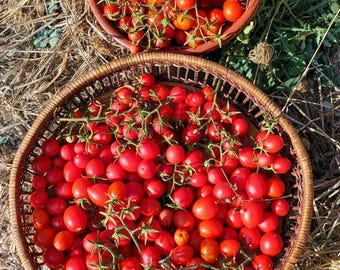 SEEDS Solanum Pimpinellifolium, Pimpinella Tomato, Ancient tomato for dryland cultivation, very productive, IMPROVES the gene pool of others