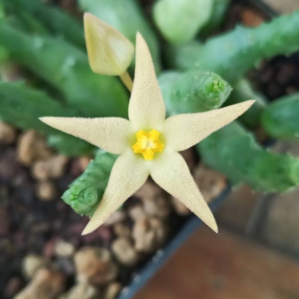 4 cm plant cutting Orbea PIARANTHUS GEMINATUS Stapelia white flowers similar to the edelweiss flower - Plant Succulent cutting