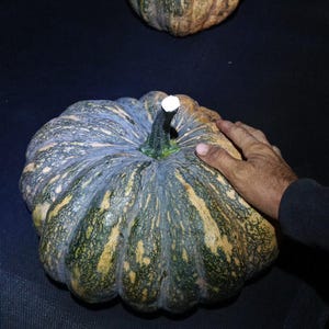 RIZALINA squash Chestnut pumpkin super productive variety native to the Philippines fresh seeds - food gardening pumpkin