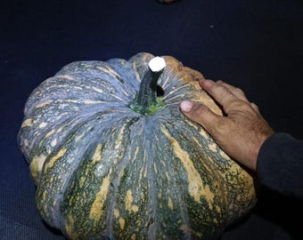 RIZALINA squash Chestnut pumpkin super productive variety native to the Philippines fresh seeds - food gardening pumpkin