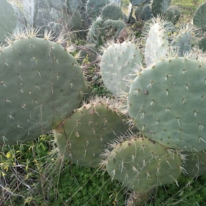 1 cutting OPUNTIA ROBUSTA round pale