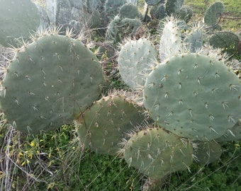 1 cutting OPUNTIA ROBUSTA round pale